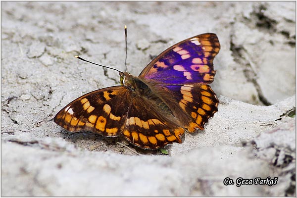 310_freyers_purple_emperor .jpg - Freyer's purple emperor, Apatura metis, Panonska prelivalica, Location: Gornje podunavlje, Serbia